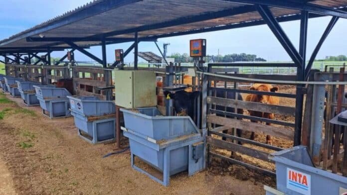 trazabilidad-electronica-ganado-manga-inta-rfid-ruralnet Sistema de trazabilidad electrónica en ganado bovino con dispositivos RFID en manga, utilizado para mejorar la gestión y toma de decisiones productivas