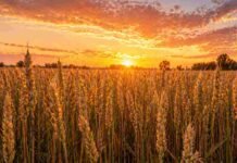 La molinería en alerta amarilla porque no consigue abastecerse de trigo Cultivo de trigo en Argentina iluminado por el amanecer, con espigas doradas y cielo anaranjado en el horizonte rural