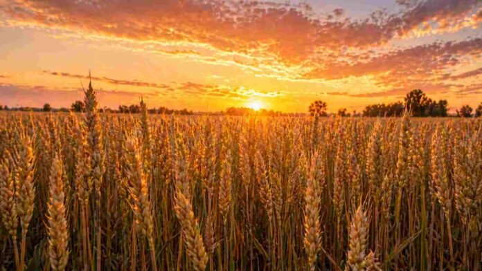 Cultivo de trigo en Argentina iluminado por el amanecer, con espigas doradas y cielo anaranjado en el horizonte rural