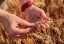 Fuerte suba de insumos: la urea salta 36% pero el clima mejora y redefine la campaña 2026 Manos analizando espiga de trigo en lote agrícola durante la campaña 2026, evaluación de cultivo en etapa productiva