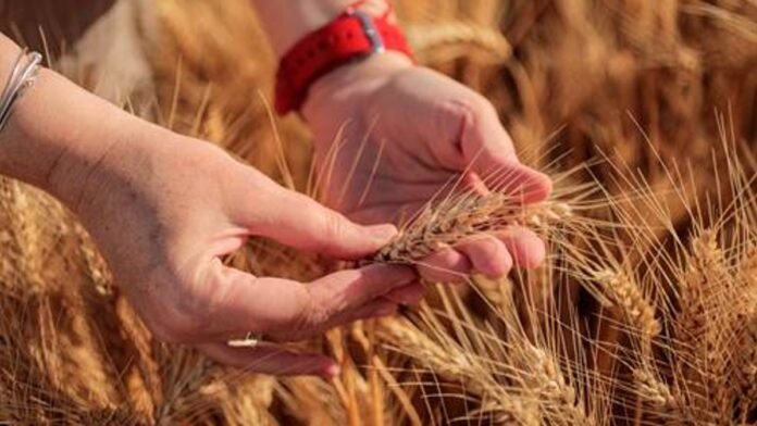 trigo-campana-2026-analisis-espiga-cultivo-ruralnet Manos analizando espiga de trigo en lote agrícola durante la campaña 2026, evaluación de cultivo en etapa productiva