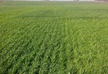 El rinde del trigo entra en zona de riesgo: INTA advierte falta de nitrógeno y exige medir agua Lote de trigo en crecimiento en campo argentino con buena cobertura vegetal en la región pampeana