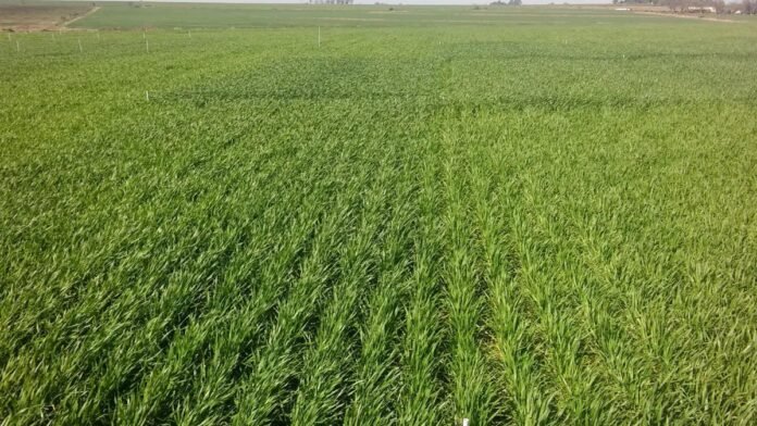 Lote de trigo en crecimiento en campo argentino con buena cobertura vegetal en la región pampeana