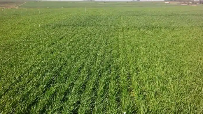 Lote de trigo en crecimiento en campo argentino con buena cobertura vegetal en la región pampeana