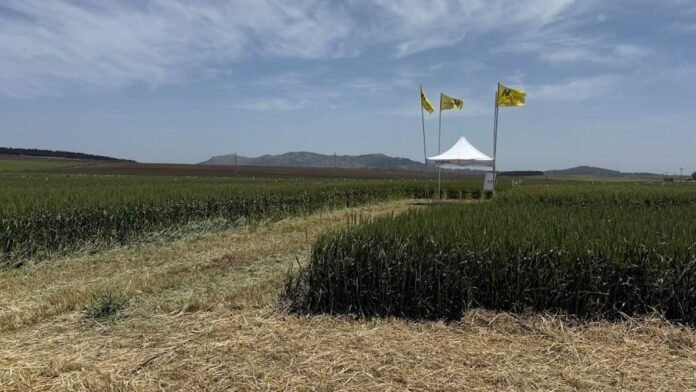 trigo-nidera-ensayos-campana-fina-argentina-ruralnet Ensayo de trigo en campo argentino con parcelas diferenciadas y banderas de Nidera en la región triguera
