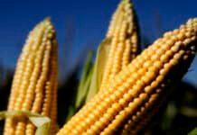 Récord histórico: las DJVE de maíz se dispararon en marzo y consolidan el protagonismo exportador argentino