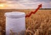 Alerta en la campaña fina: la urea se dispara y pone en jaque la rentabilidad del trigo en Entre Ríos Bolsa de urea en un lote de trigo con una flecha ascendente, representando el fuerte aumento del costo de los fertilizantes y su impacto en la rentabilidad agrícola