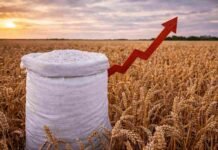 Alerta en la campaña fina: la urea se dispara y pone en jaque la rentabilidad del trigo en Entre Ríos Bolsa de urea en un lote de trigo con una flecha ascendente, representando el fuerte aumento del costo de los fertilizantes y su impacto en la rentabilidad agrícola