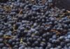 El vino patagónico crece y ya proyecta 15.000 litros: el INTA impulsa variedades que se adaptan al frío Racimos de uva cosechados en caja, producción vitivinícola en la Patagonia argentina
