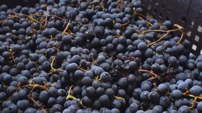 Racimos de uva cosechados en caja, producción vitivinícola en la Patagonia argentina