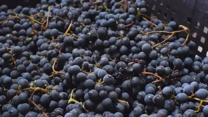 Racimos de uva cosechados en caja, producción vitivinícola en la Patagonia argentina