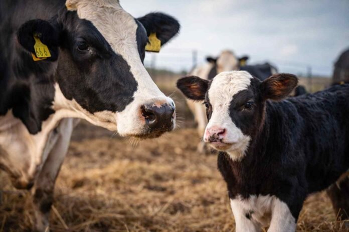 Vaca lechera junto a un ternero de cruce con genética de carne en un tambo, representando el modelo Beef on Dairy para mejorar ingresos y eficiencia productiva.
