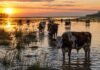 Inundaciones en Santa Fe: buscan campos para evacuar hacienda y prorrogan la vacunación Vacas en campo inundado al amanecer en Santa Fe con agua acumulada reflejando el sol y situación de emergencia ganadera