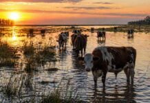 Inundaciones en Santa Fe: buscan campos para evacuar hacienda y prorrogan la vacunación Vacas en campo inundado al amanecer en Santa Fe con agua acumulada reflejando el sol y situación de emergencia ganadera