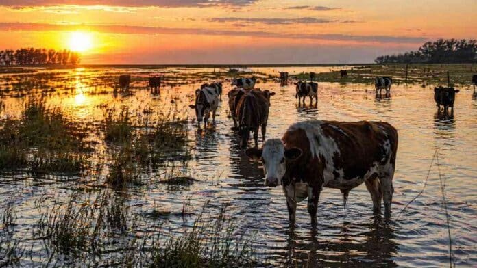 Vacas en campo inundado al amanecer en Santa Fe con agua acumulada reflejando el sol y situación de emergencia ganadera