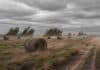 Vientos de hasta 65 km/h complican el trabajo rural en el sur bonaerense: qué partidos están bajo alerta Campo rural en el sur de Buenos Aires con rollos de pasto afectados por viento fuerte, polvo en suspensión y vegetación inclinada por ráfagas intensas que dificultan los trabajos a campo.