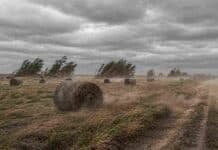 Vientos de hasta 65 km/h complican el trabajo rural en el sur bonaerense: qué partidos están bajo alerta Campo rural en el sur de Buenos Aires con rollos de pasto afectados por viento fuerte, polvo en suspensión y vegetación inclinada por ráfagas intensas que dificultan los trabajos a campo.