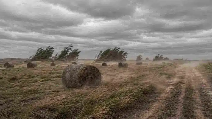 Campo rural en el sur de Buenos Aires con rollos de pasto afectados por viento fuerte, polvo en suspensión y vegetación inclinada por ráfagas intensas que dificultan los trabajos a campo.