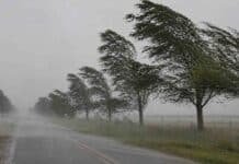 Lluvias de hasta 50 mm y ráfagas de 100 km/h: alerta múltiple impacta en Buenos Aires y Misiones Árboles inclinados por fuertes ráfagas de viento en camino rural de la provincia de Buenos Aires