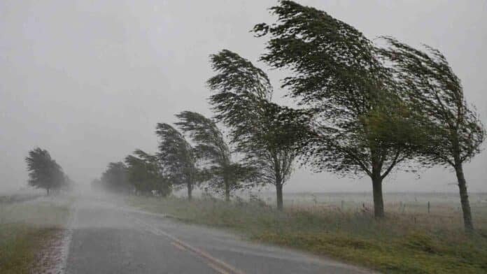 Árboles inclinados por fuertes ráfagas de viento en camino rural de la provincia de Buenos Aires