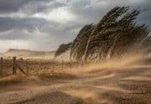Ráfagas de hasta 90 km/h ponen en alerta al sur: el viento complica al campo y la logística Fuertes ráfagas de viento en campo patagónico con árboles inclinados y polvo en suspensión