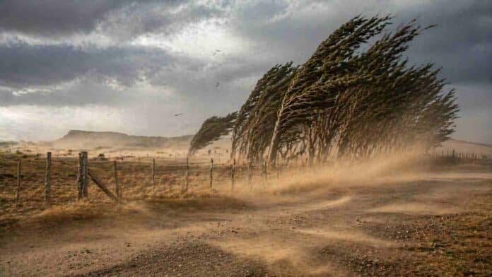 Fuertes ráfagas de viento en campo patagónico con árboles inclinados y polvo en suspensión