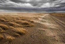 Ráfagas de hasta 95 km/h golpean la Patagonia y activan alertas por viento y nieve Estepa patagónica con pastos inclinados y polvo levantado por fuertes ráfagas de viento en un camino rural abierto