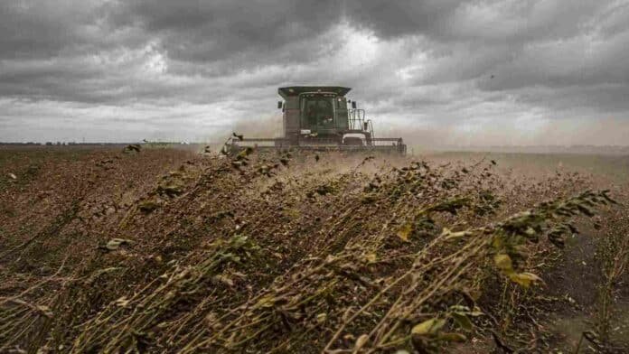 Cultivo de soja inclinado por fuertes ráfagas de viento con maquinaria trabajando en un campo de la zona núcleo argentina