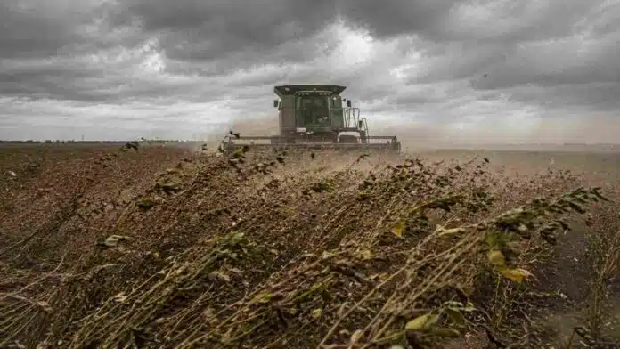 Cultivo de soja inclinado por fuertes ráfagas de viento con maquinaria trabajando en un campo de la zona núcleo argentina
