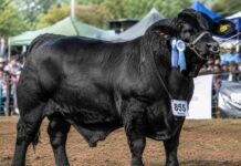 Comprás un toro de élite y lo descontás todo en un año: así es el nuevo beneficio ganadero Toro Brangus negro de gran porte y destacada musculatura durante una exposición ganadera en Argentina, posando en pista de jura