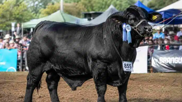 Toro Brangus negro de gran porte y destacada musculatura durante una exposición ganadera en Argentina, posando en pista de jura