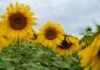 Puro Girasol 2026 llega el 11 de junio a Trenque Lauquen con Martín Tetaz y referentes técnicos para debatir un cultivo en expansión récord