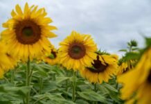 Puro Girasol 2026 llega el 11 de junio a Trenque Lauquen con Martín Tetaz y referentes técnicos para debatir un cultivo en expansión récord