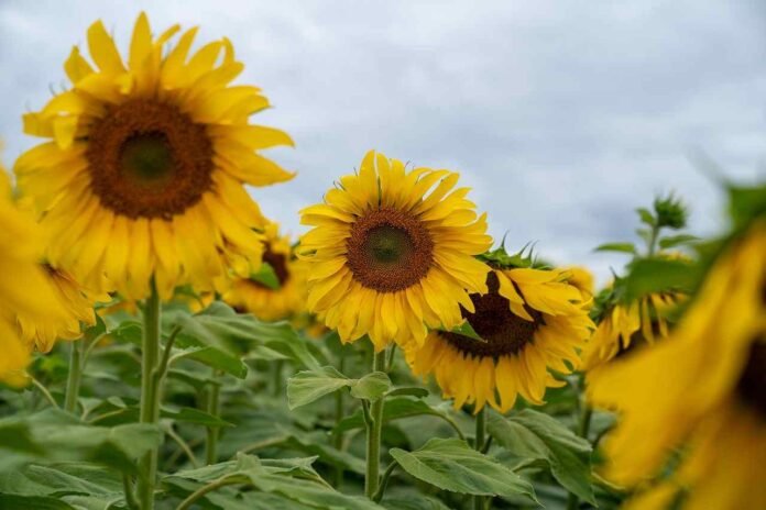 A Puro Girasol
