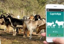 Un veterinario del INTA creó una app para caprinos que llegó a exponer en México