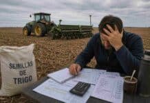 Bajaron las retenciones, pero el margen del trigo en campo alquilado sigue en rojo