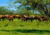 Desaparecieron más de 500 vacunos en Entre Ríos y la Justicia investiga a un veterinario por fraude Rodeo de vacas y terneros pastando en un campo verde del monte entrerriano, rodeado de árboles frondosos bajo un cielo despejado. La imagen presenta colores intensos y gran nivel de detalle en estilo fotorrealista.