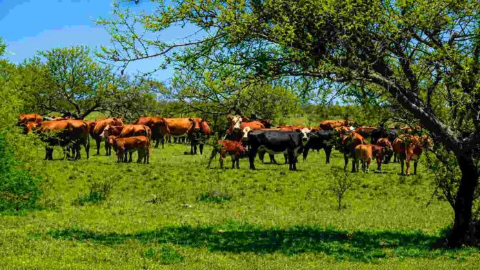 Ganadería bovina en monte entrerriano Rodeo de vacas y terneros pastando en un campo verde del monte entrerriano, rodeado de árboles frondosos bajo un cielo despejado. La imagen presenta colores intensos y gran nivel de detalle en estilo fotorrealista.