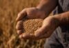 Cuánto pierde el Gobierno y cuánto gana el productor con la baja de retenciones al trigo y la cebada manos curtidas de un productor agropecuario sosteniendo granos de trigo