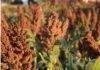 Sorgo 2026/27: Entre Ríos podría registrar la menor superficie sembrada en 27 años