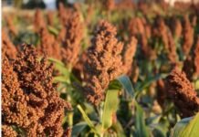 Sorgo 2026/27: Entre Ríos podría registrar la menor superficie sembrada en 27 años