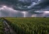 El Niño asoma en el horizonte y el clima promete una campaña fina con potencial récord Campo de trigo con gran potencial de rendimiento bajo un cielo de tormenta con múltiples relámpagos. El suelo está mojado y con huellas embarradas, mientras densas nubes oscuras cubren el horizonte en una escena rural dramática.