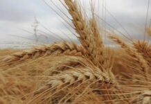 A Todo Trigo 2026: la cadena triguera reclamó competitividad y reglas claras para aprovechar el mercado global