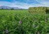 Las exportaciones de alfalfa saltaron 92% y proyectan más de US$ 75 millones para 2026 Lote de alfalfa en producción con flores violetas y rollo forrajero en un campo agrícola argentino bajo cielo despejado