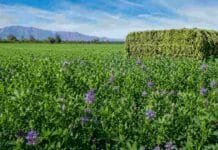 Las exportaciones de alfalfa saltaron 92% y proyectan más de US$ 75 millones para 2026 Lote de alfalfa en producción con flores violetas y rollo forrajero en un campo agrícola argentino bajo cielo despejado