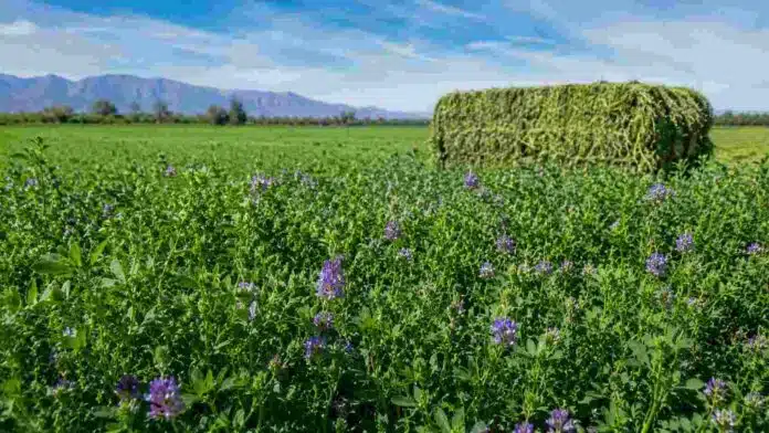alfalfa-cultivo-forrajero-exportacion-ruralnet Lote de alfalfa en producción con flores violetas y rollo forrajero en un campo agrícola argentino bajo cielo despejado