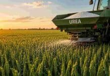 La campaña fina se recupera: la urea baja y el trigo suma hectáreas Aplicación de urea sobre un cultivo de trigo mediante fertilizadora agrícola en un lote de la región pampeana, con distribución uniforme de gránulos durante el atardecer.