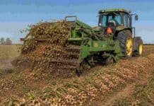 Santiago del Estero va a un récord histórico de soja pero perdió la mitad de sus lotes de maní Arrancadora e inversora de maní trabajando en plena cosecha, levantando plantas y formando hileras de maní sobre un lote agrícola bajo cielo despejado.