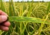 Detectan por primera vez en Argentina un virus del arroz que solo existía en Japón: alerta en Corrientes Hoja de arroz con síntomas de mosaico y amarillamiento sostenida por un productor en lote argentino, mostrando posible infección viral en el cultivo.
