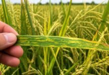 Detectan por primera vez en Argentina un virus del arroz que solo existía en Japón: alerta en Corrientes Hoja de arroz con síntomas de mosaico y amarillamiento sostenida por un productor en lote argentino, mostrando posible infección viral en el cultivo.